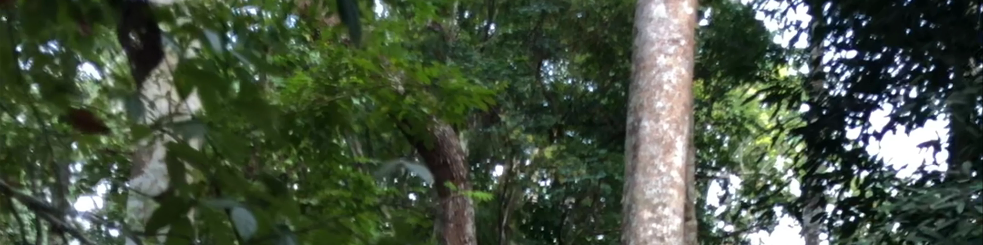 Kuang Si Waterfall
