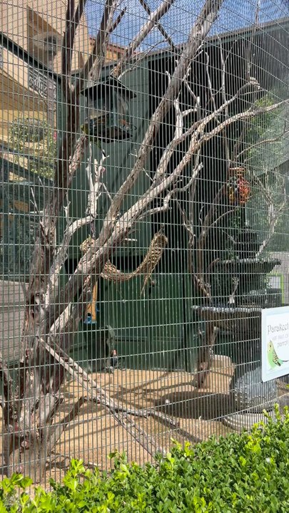 Flower Hill Promenade - Love that you can sit and watch the parakeets - Shopping Centers Near Me - Del Mar, California