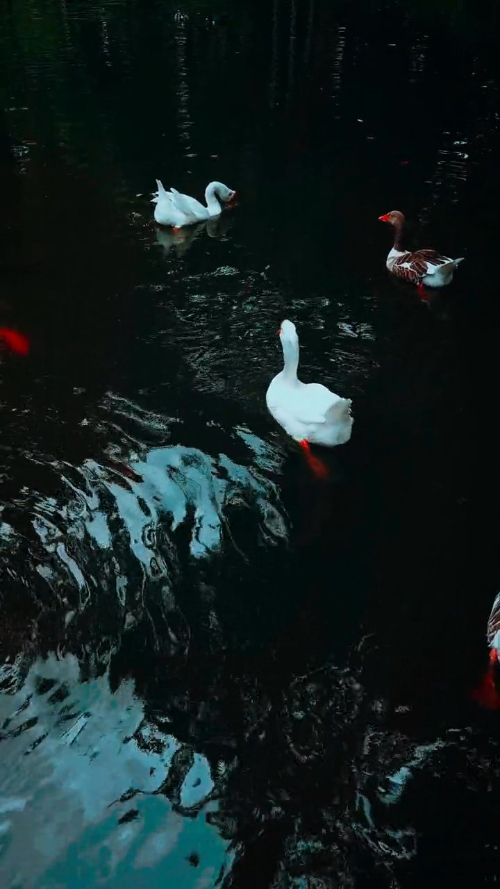 今日の癒し
🎥 Andre Moura · Pexels
#癒し #リラックス #自然 #relax #healing
