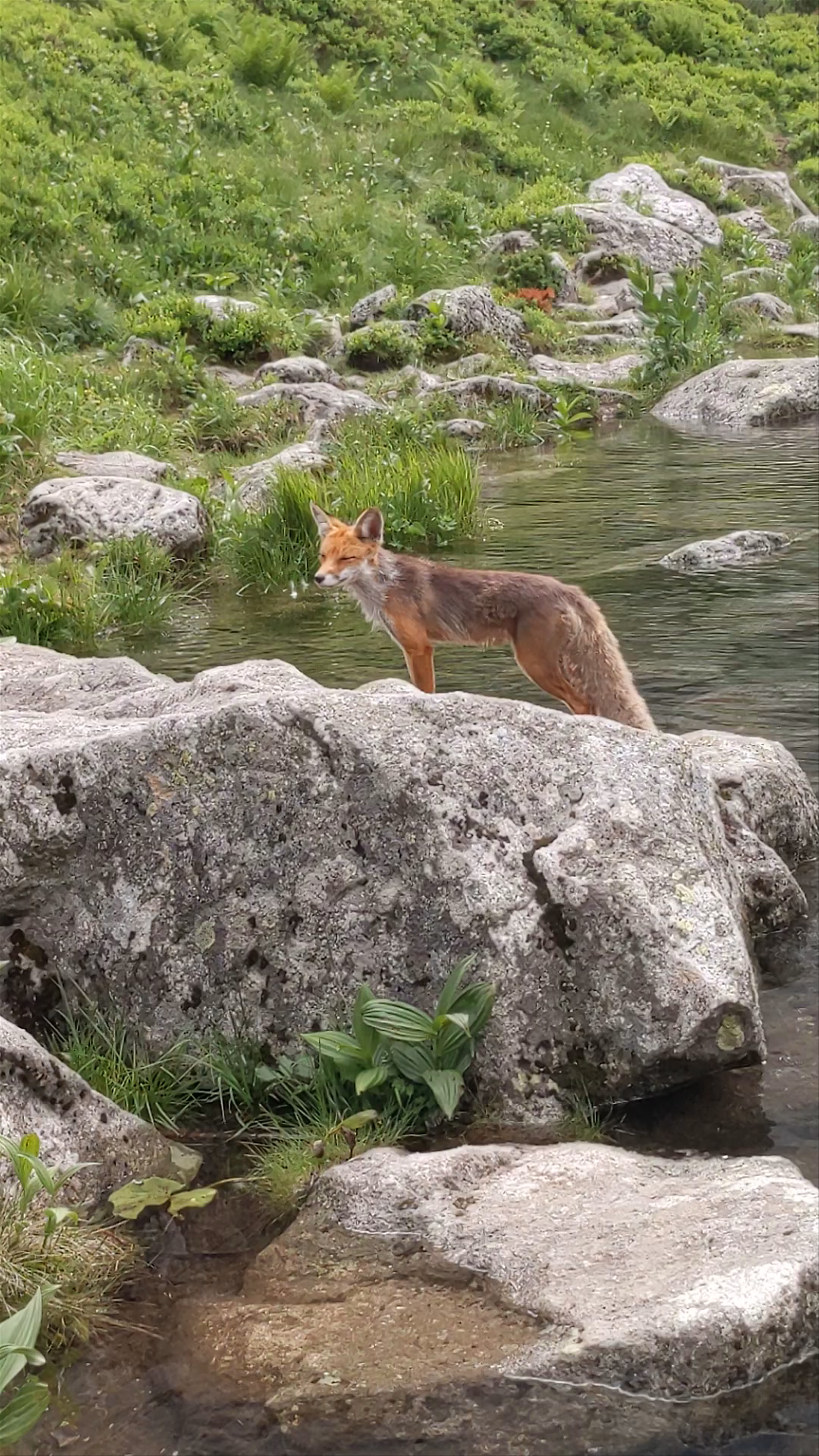 Chata u Zeleného plesa