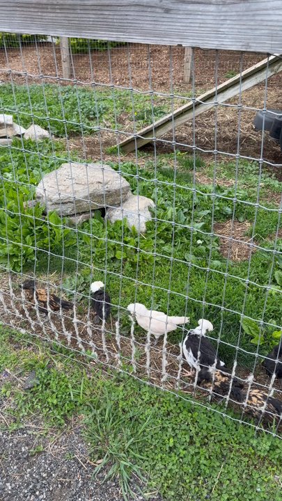Andersen Farms - Farm animals - Farms Near Me - Sparta, New Jersey