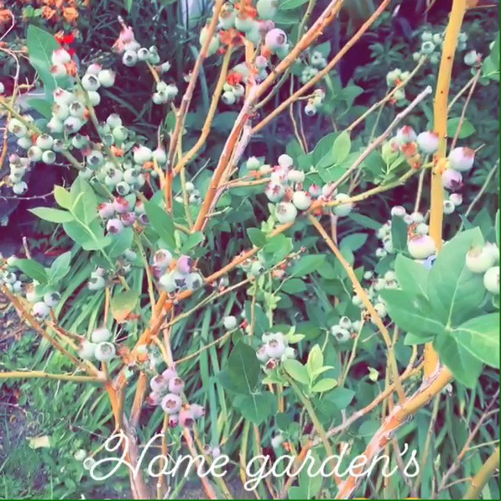 Tom West Blueberries - Purchased blueberry trees at Tom West, where they brighten up our home garden w/ its vibrant beauty. We love it and so does the birds haha - Pick Your Own Farms Near Me - Ocoee, Florida
