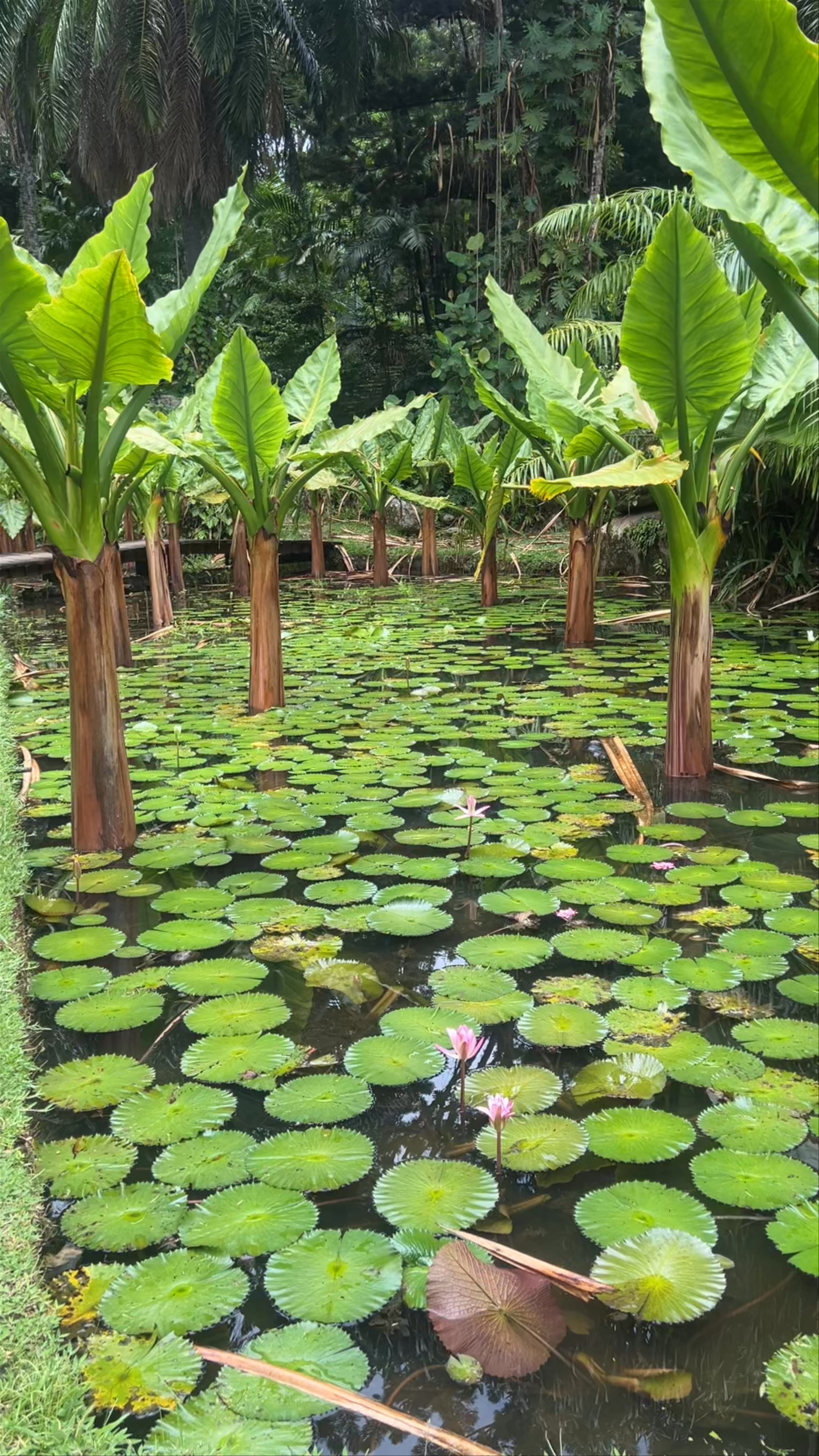 National Botanical Garden