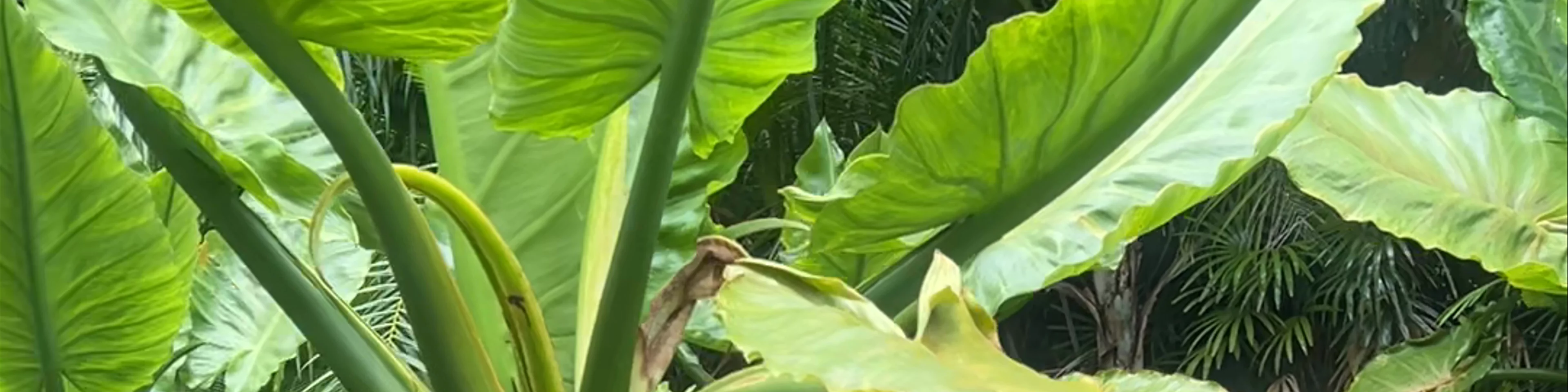 National Botanical Garden