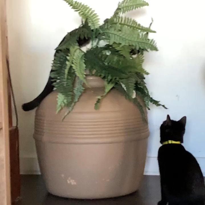 Pounce Cat Cafe - Pet Adoption Near Me - Charleston, South Carolina