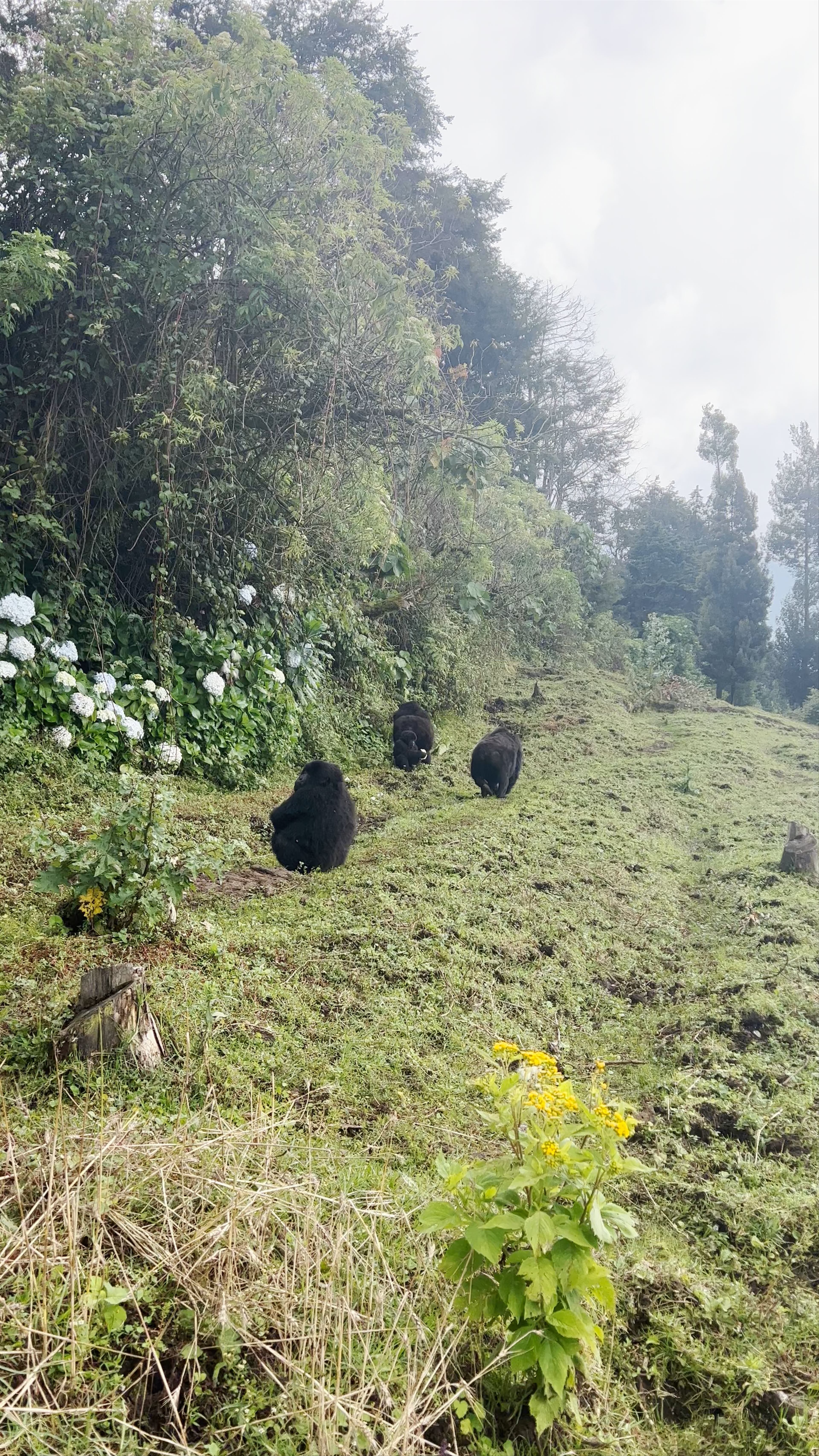 Volcanoes National Park Headquarters