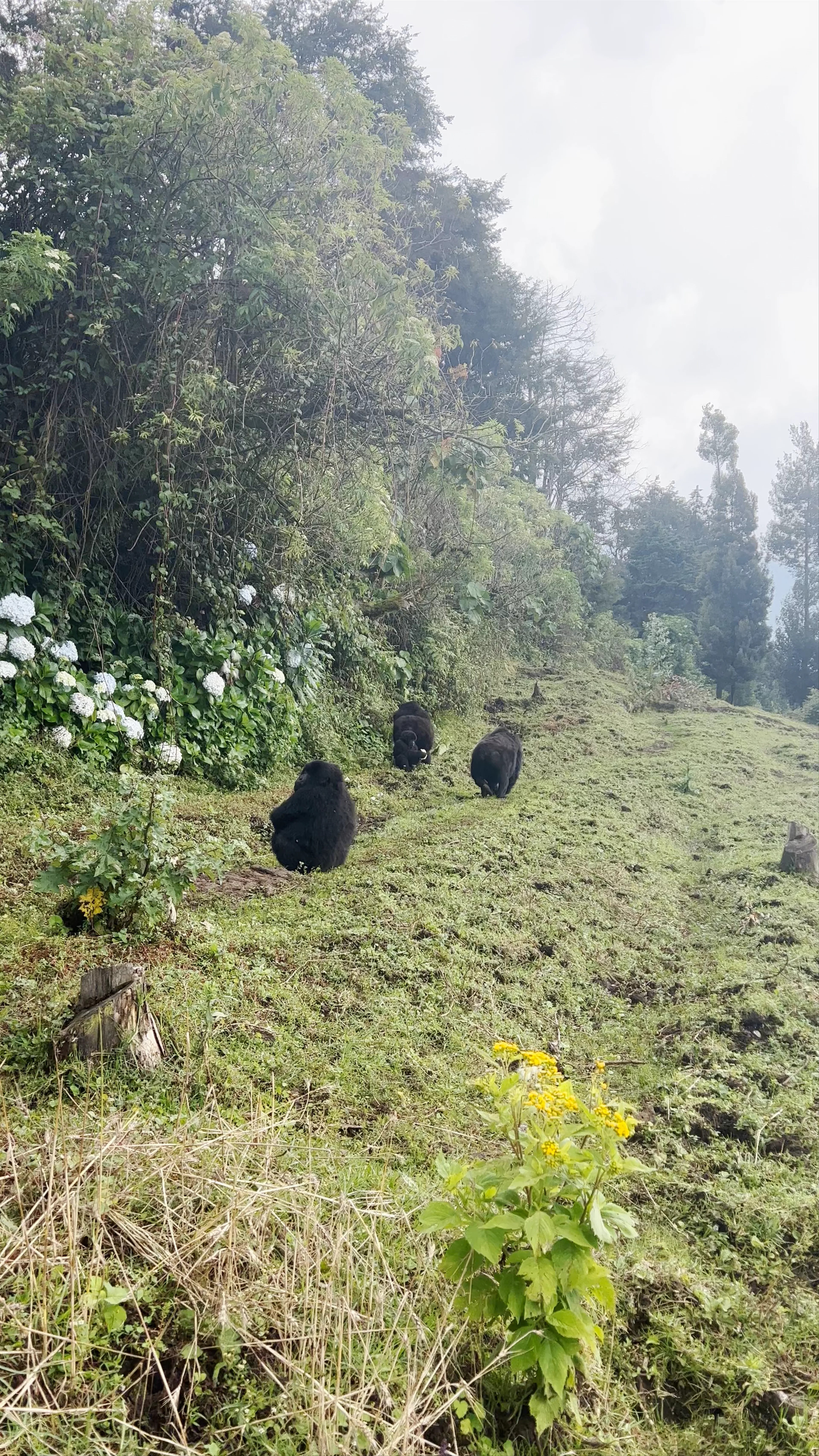 Volcanoes National Park Headquarters, Ruhengeri, Rwanda