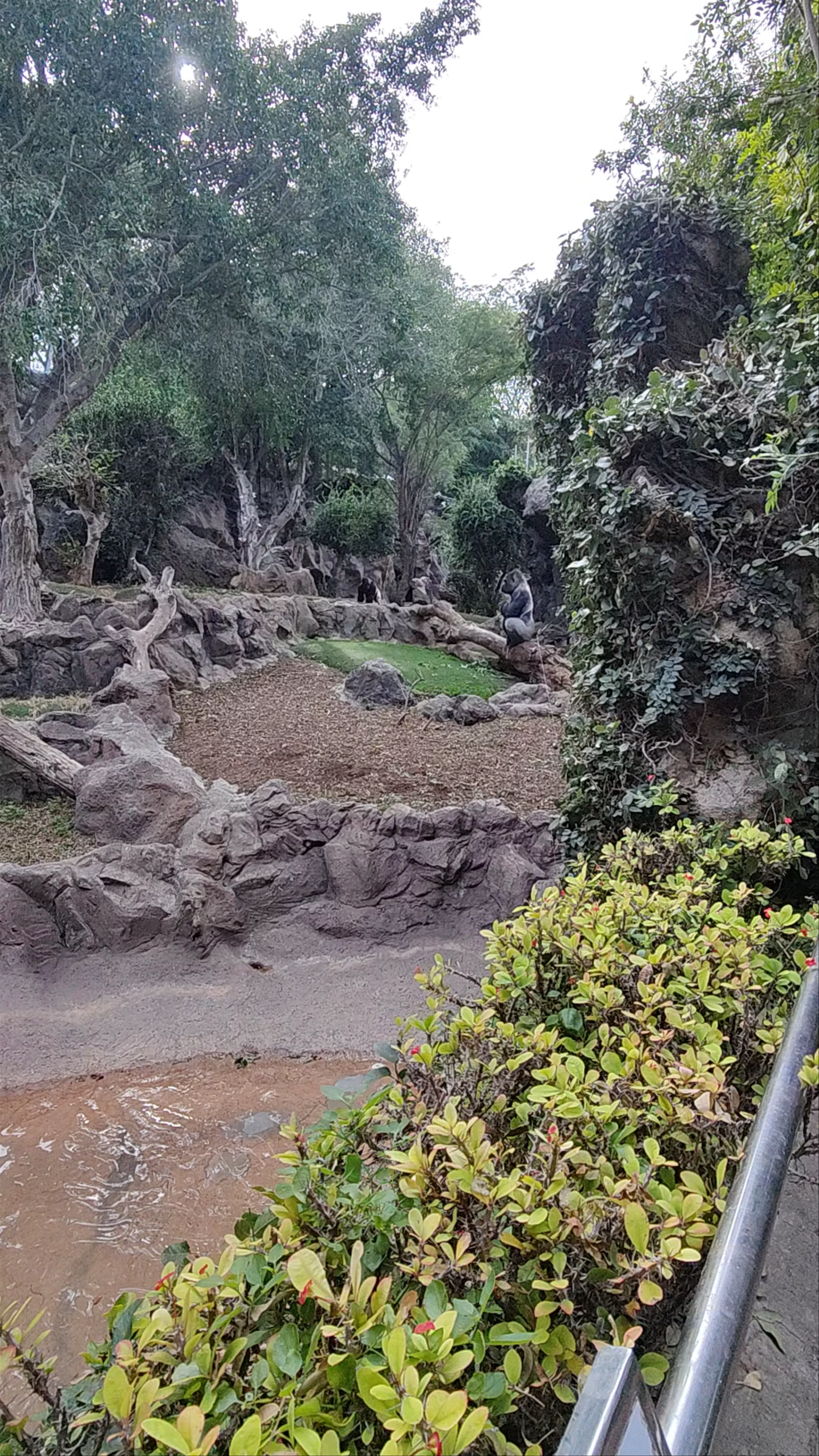 Chimpland, Calle Teide, Puerto de la Cruz