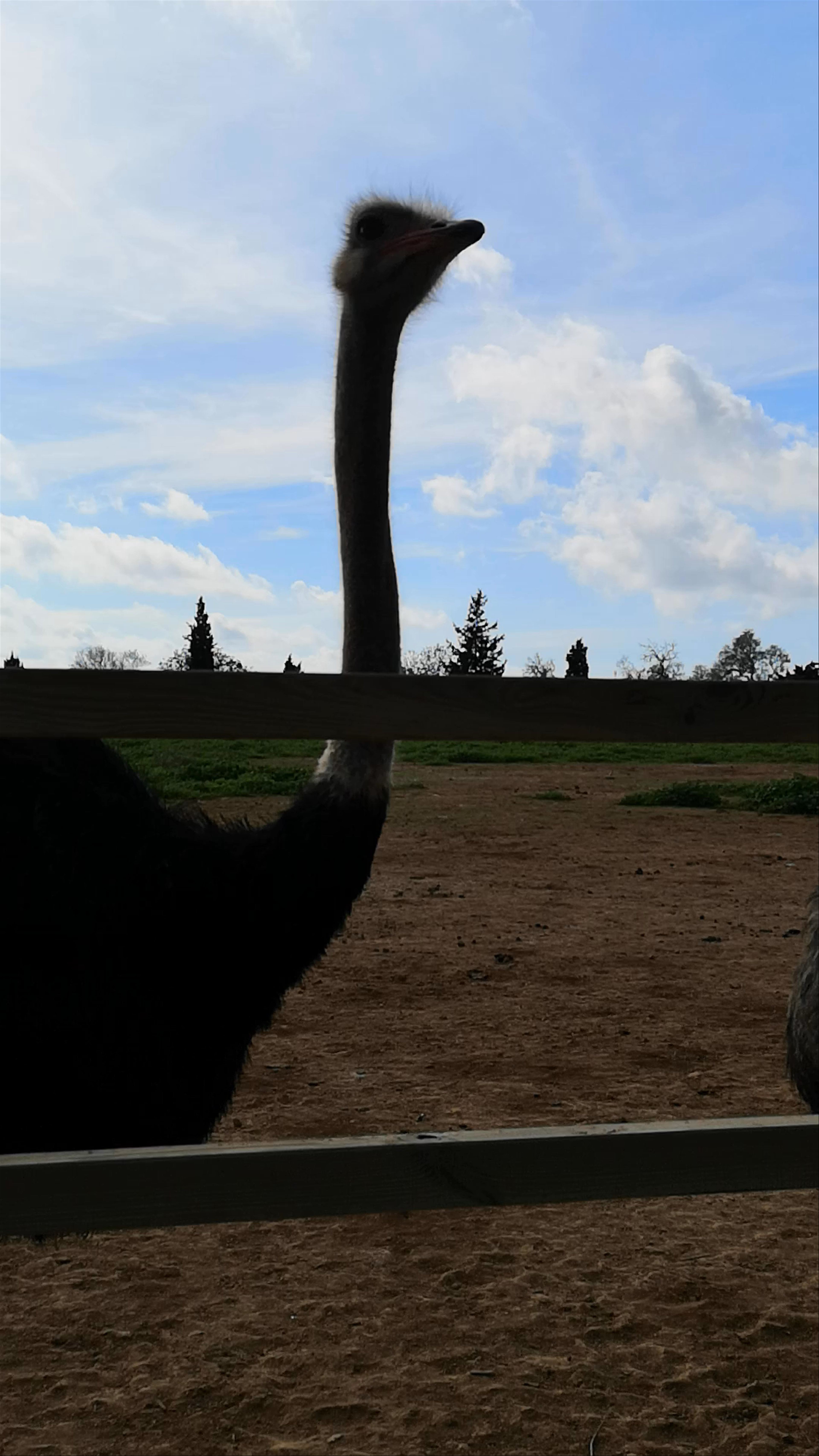 ARTESTRUZ Ostrich Farm Experience in Campos, Spain