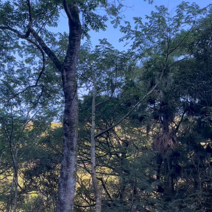 Moanalua Valley Trail - Listen to all the sounds of Hawaii! - Hiking Near Me - Moanalua, Hawaii