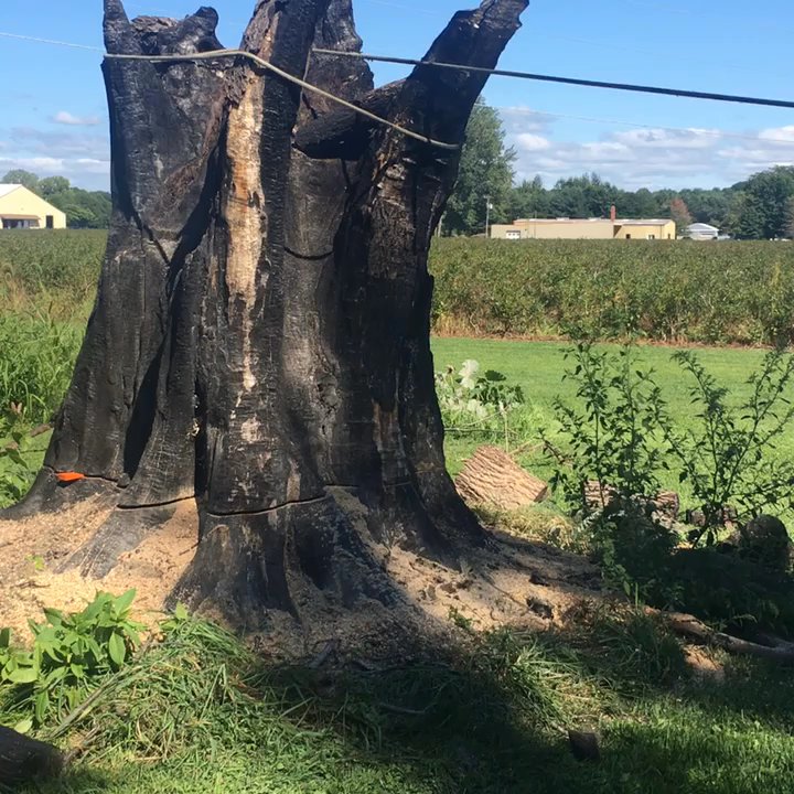 Reyes Tree Services - Tree Services Near Me - Benton Harbor, Michigan
