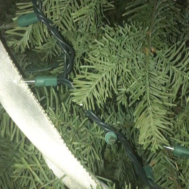 Valley View Christmas Trees - This is what dead Pine needles/branches look like! They should never be falling off this easily unless it's dead! - Christmas Trees Near Me - Menifee, California