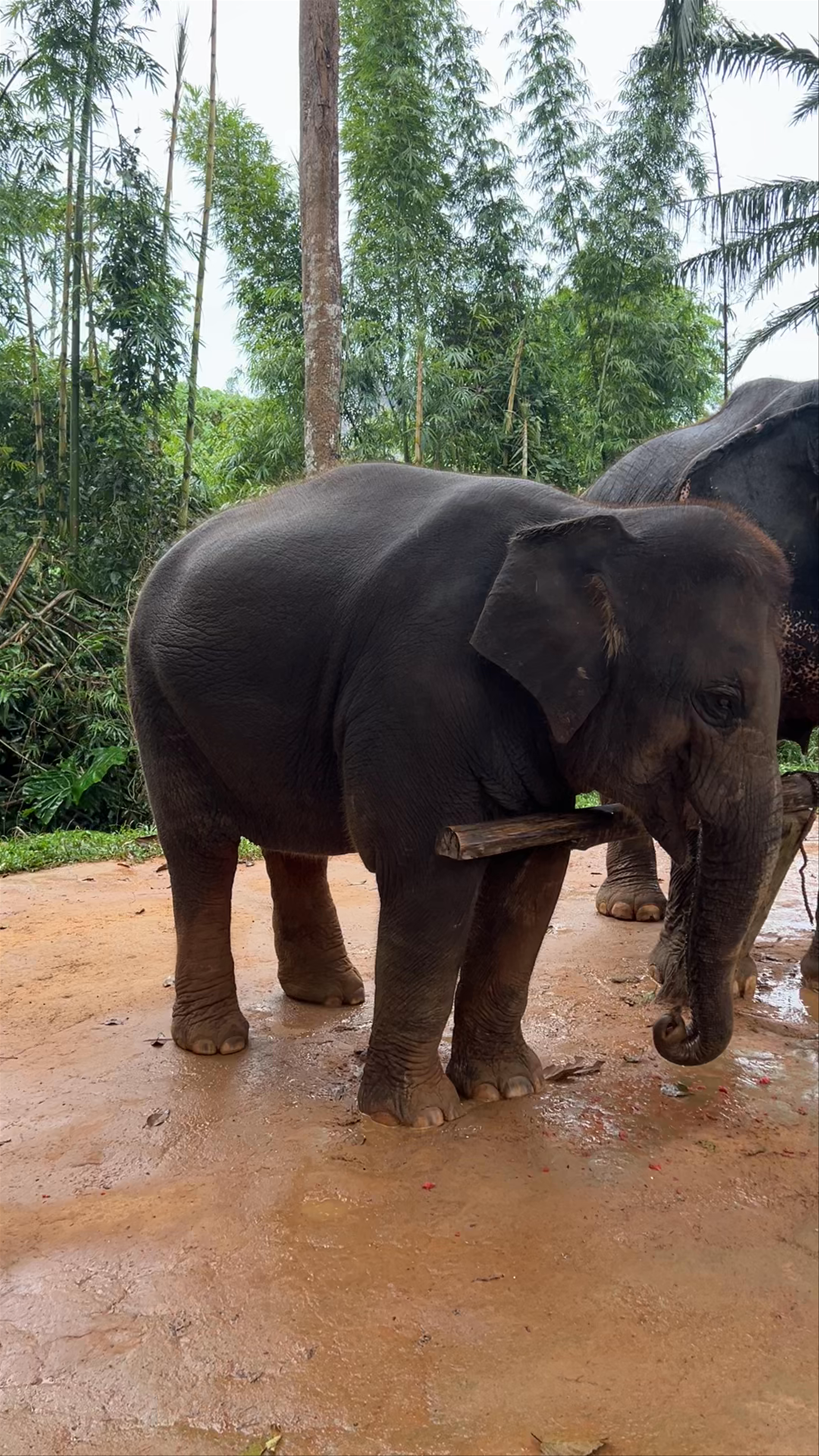 Krabi Elephant Sanctuary Ao Luek Tai