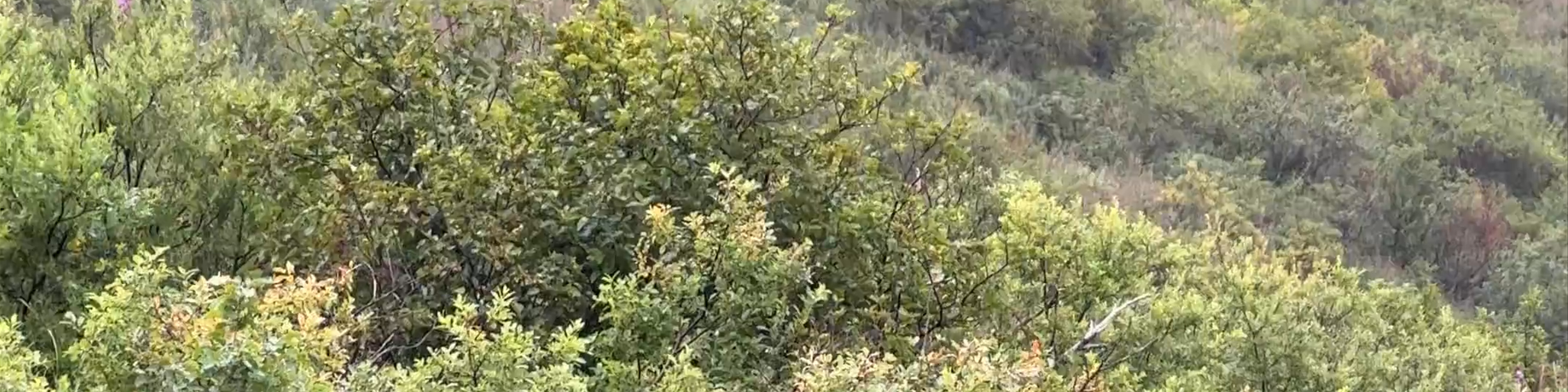 Alaska