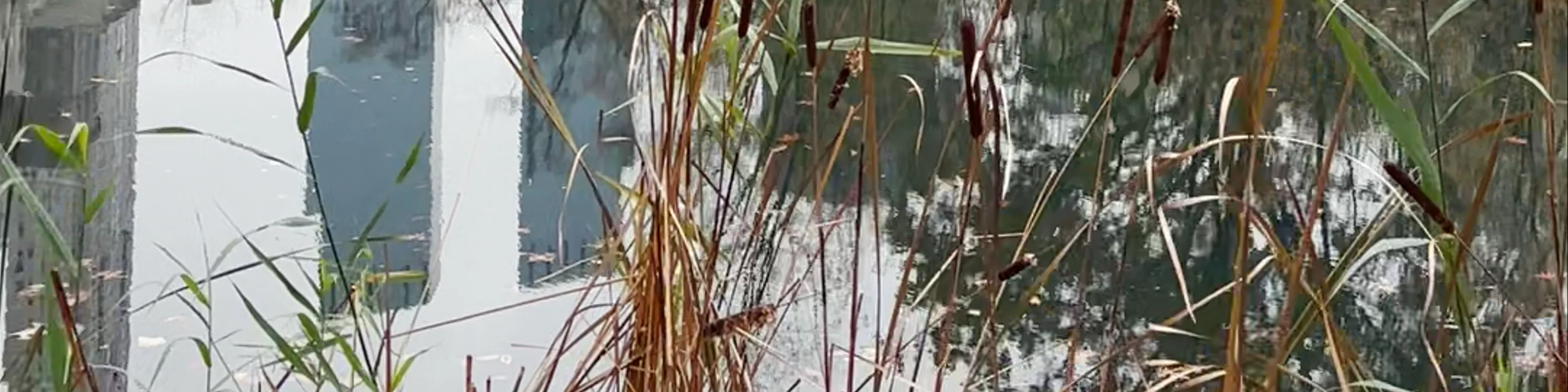 The Pond at Central Park