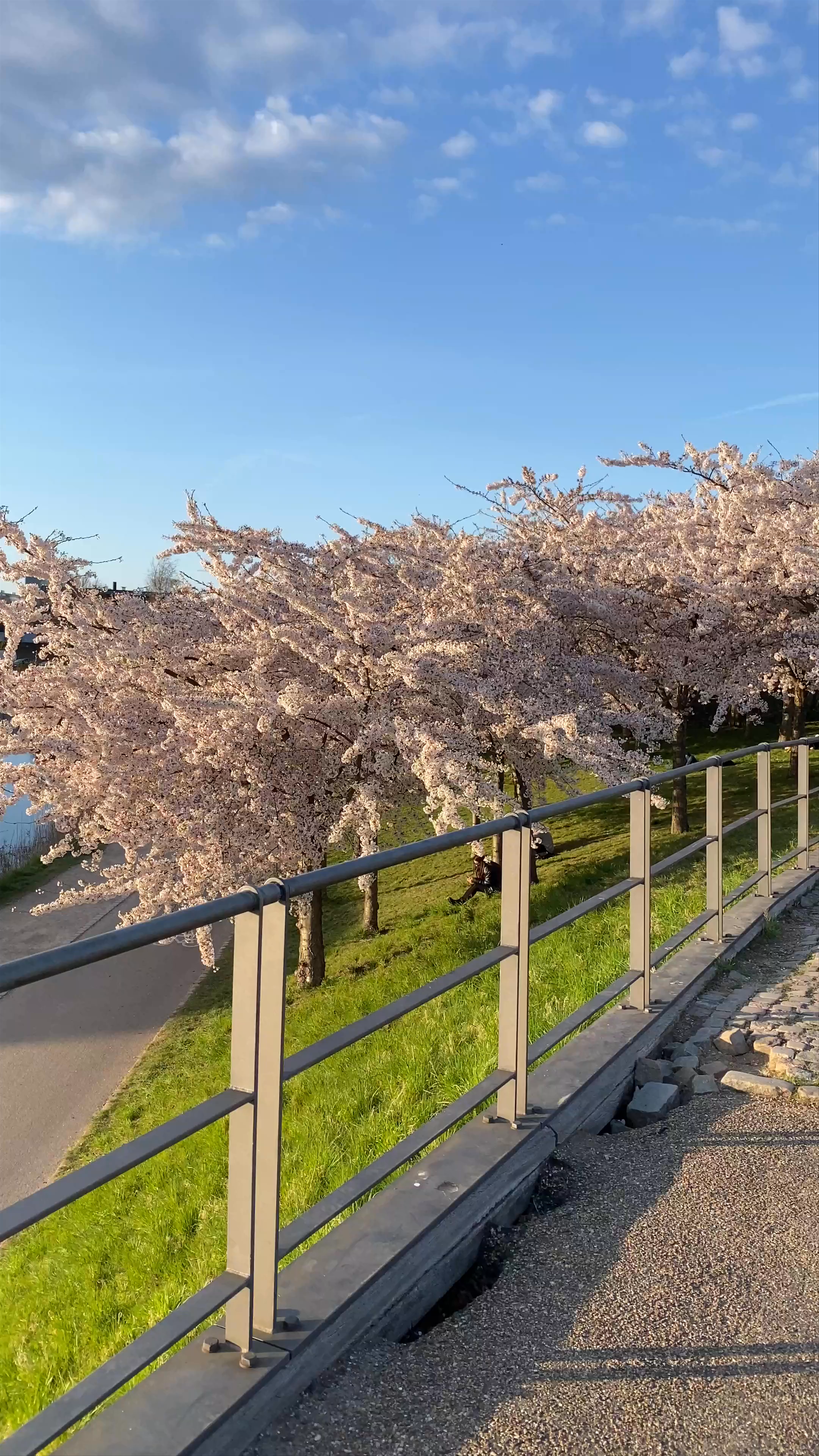 Gefionspringvandet in Copenhagen: Springtime Serenity and Urban Oasis