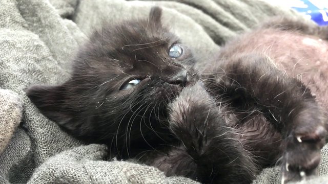 Black kitten cleaning its paws