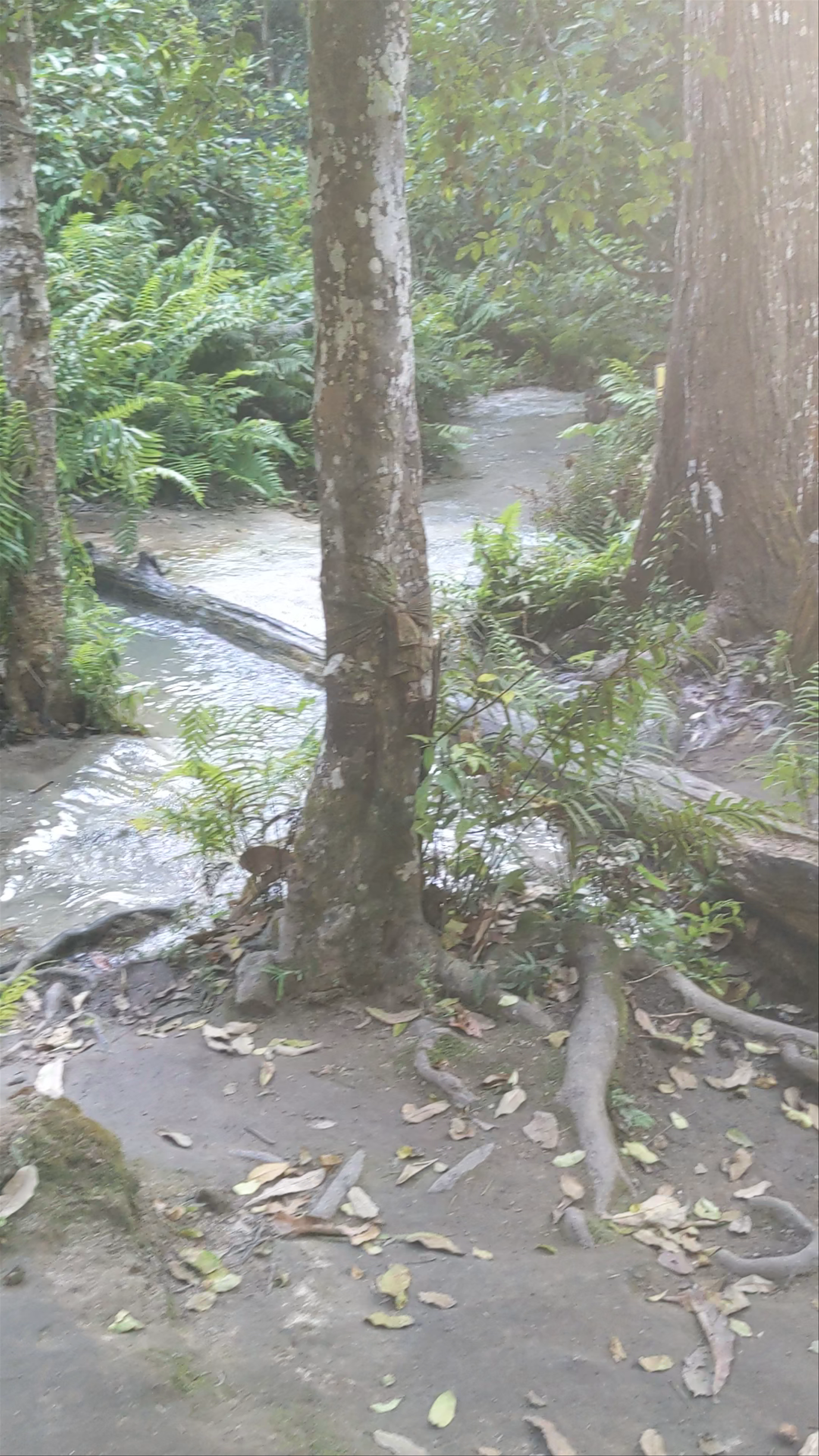 Namtok Bua Thong-Nam Phu Chet Si National Park