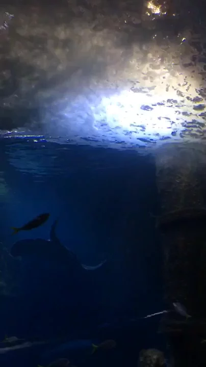 SEA LIFE Melbourne Aquarium