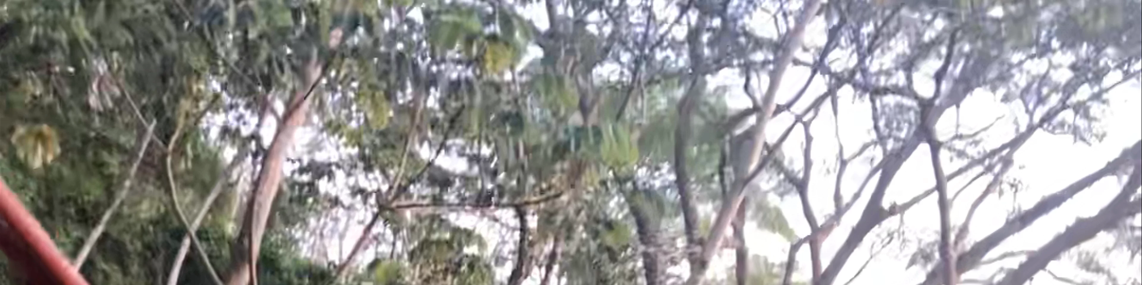 Treehouse Nicaragua