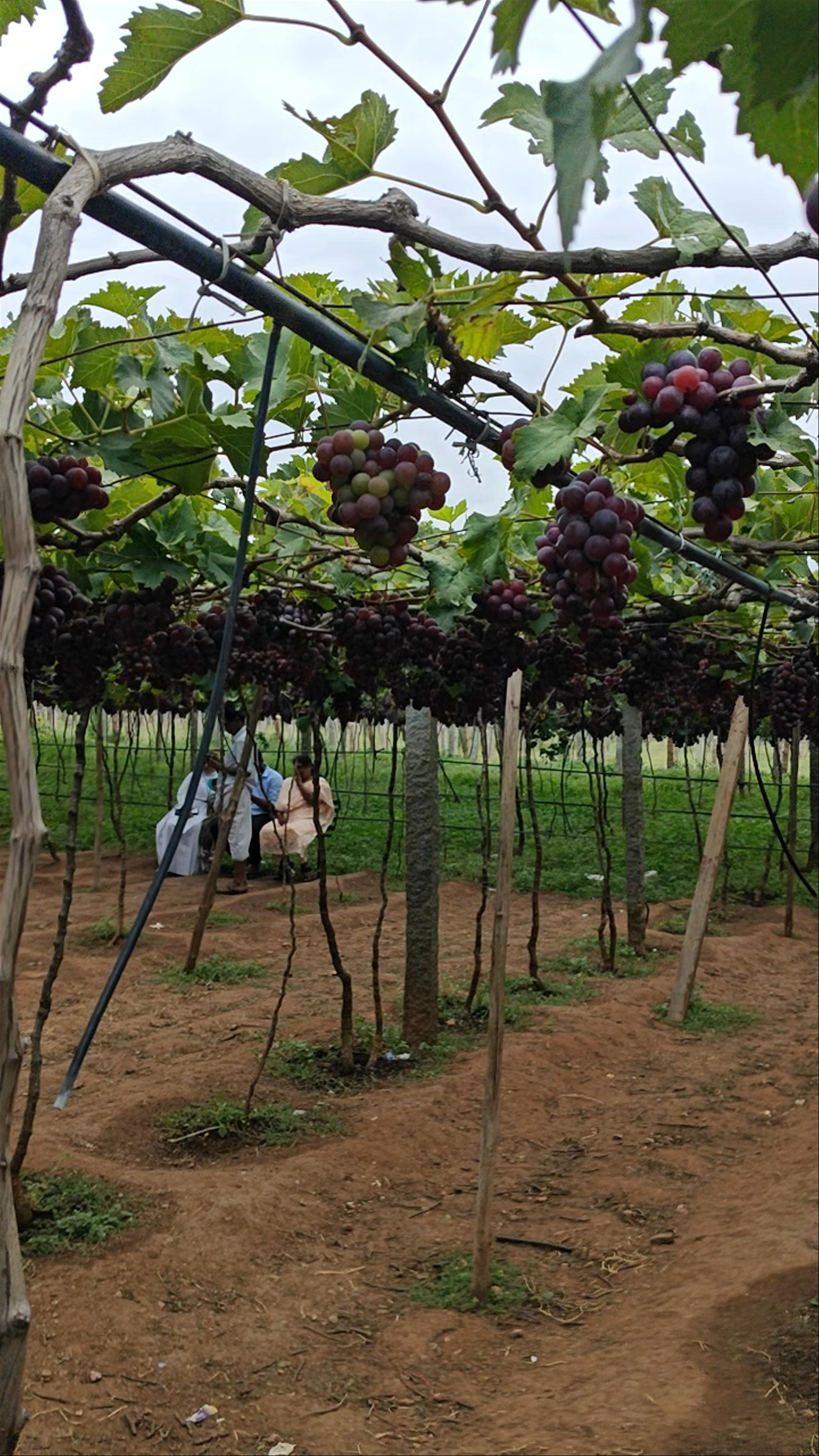 JS Grapes Farm