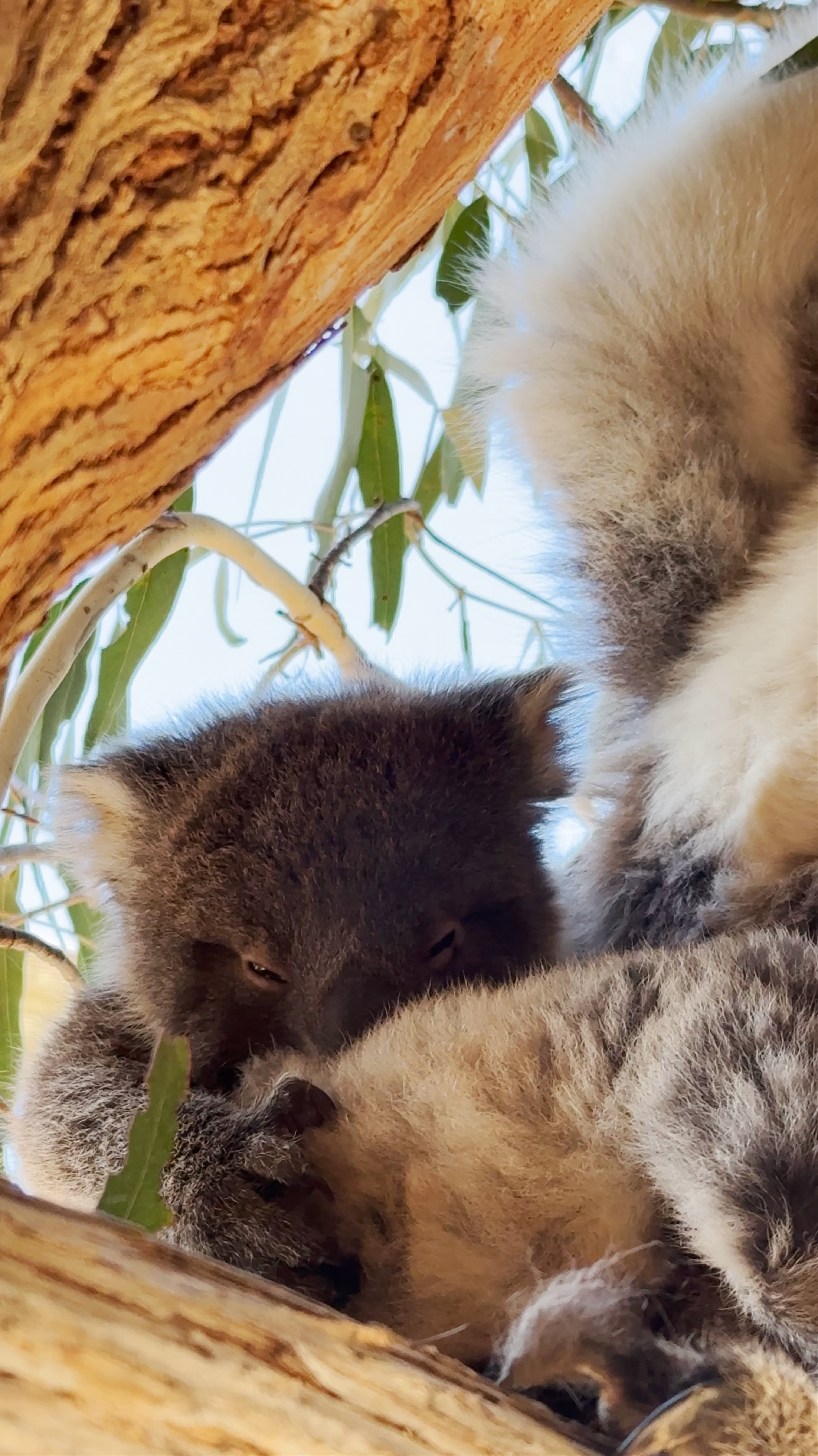 Maru Koala and Animal Park