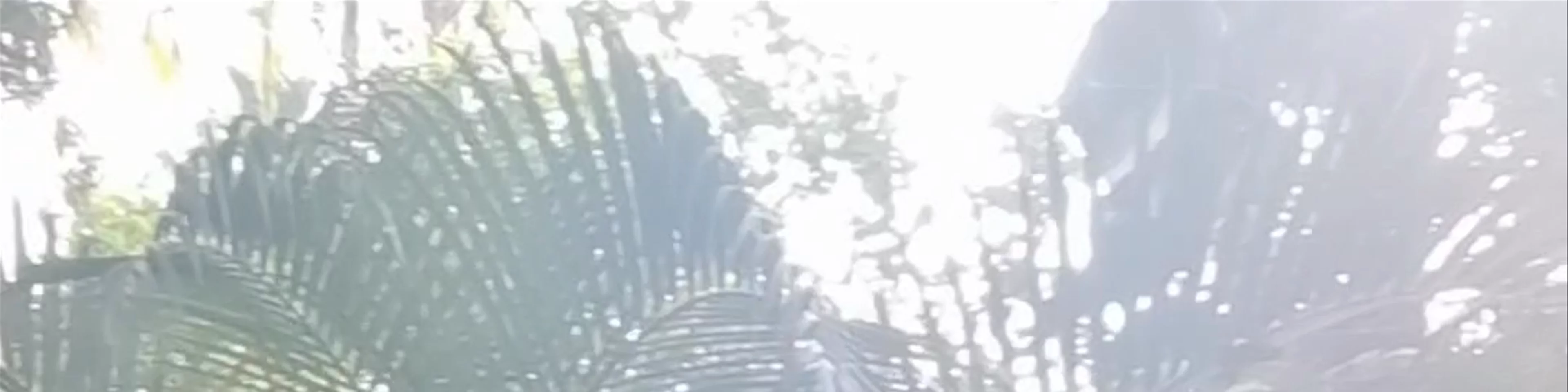 Garden Of Dreams