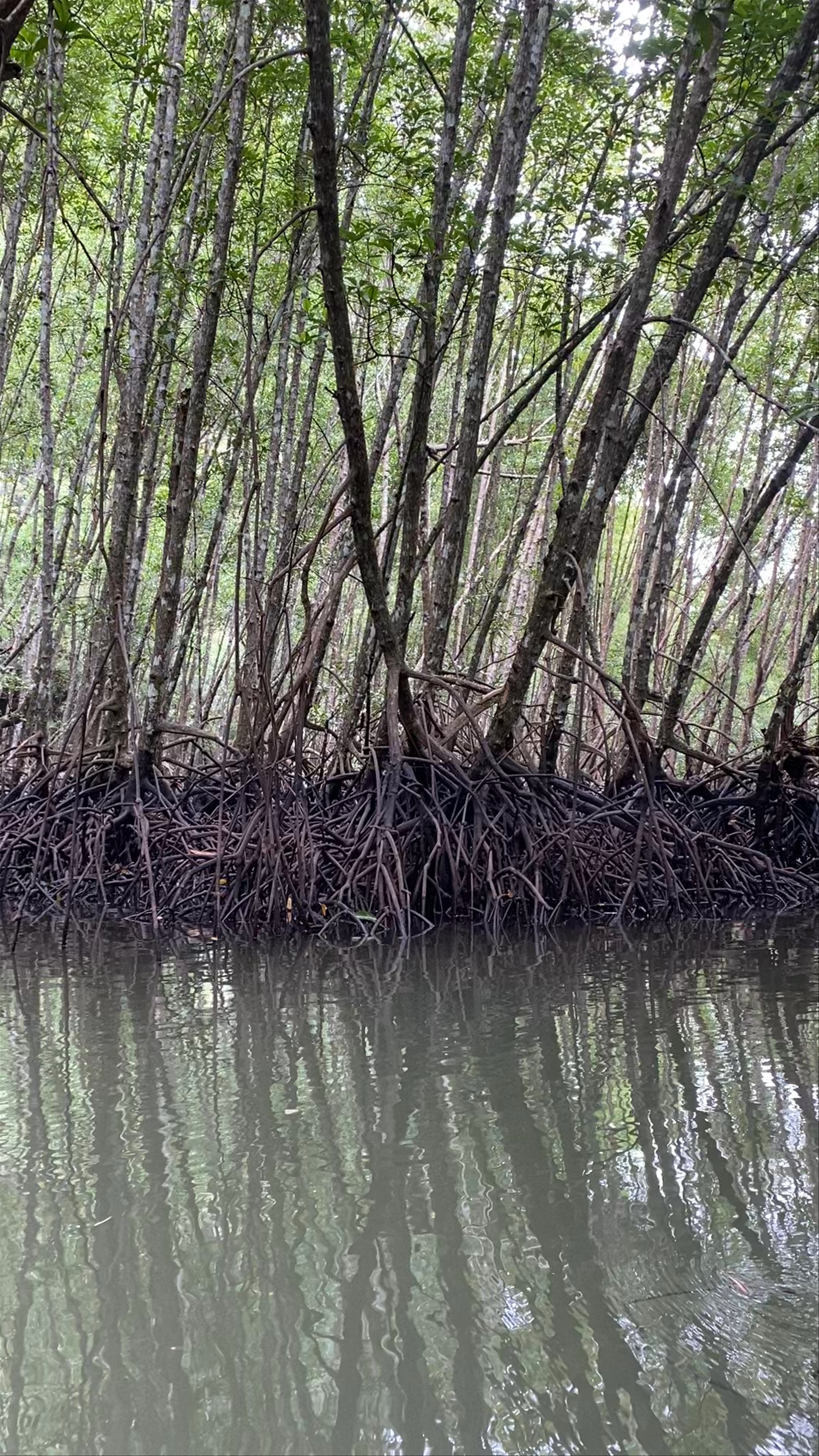 Ao Thalane Kayak Krabi พายคายัคกระบี่ Khao Thong