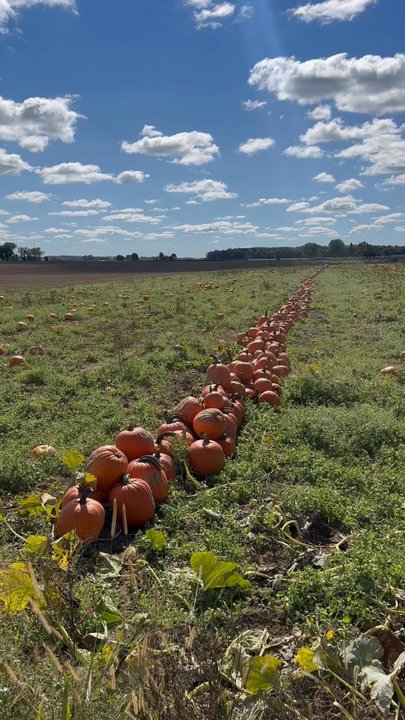 Ramseyer Farms - Pumpkin Patches Near Me - Wooster, Ohio
