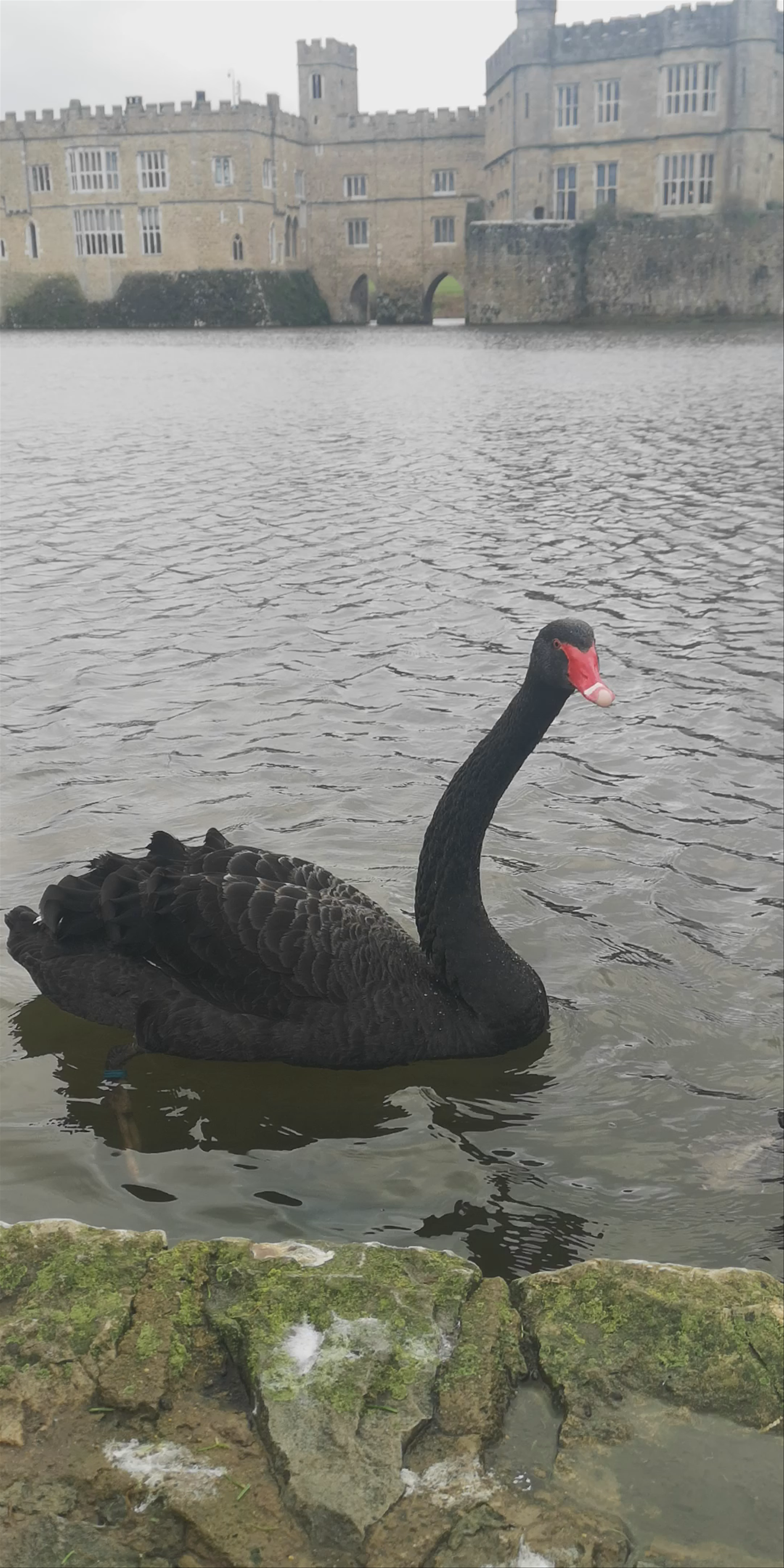 Graceful Black Swan at Leeds Castle Lakeside
