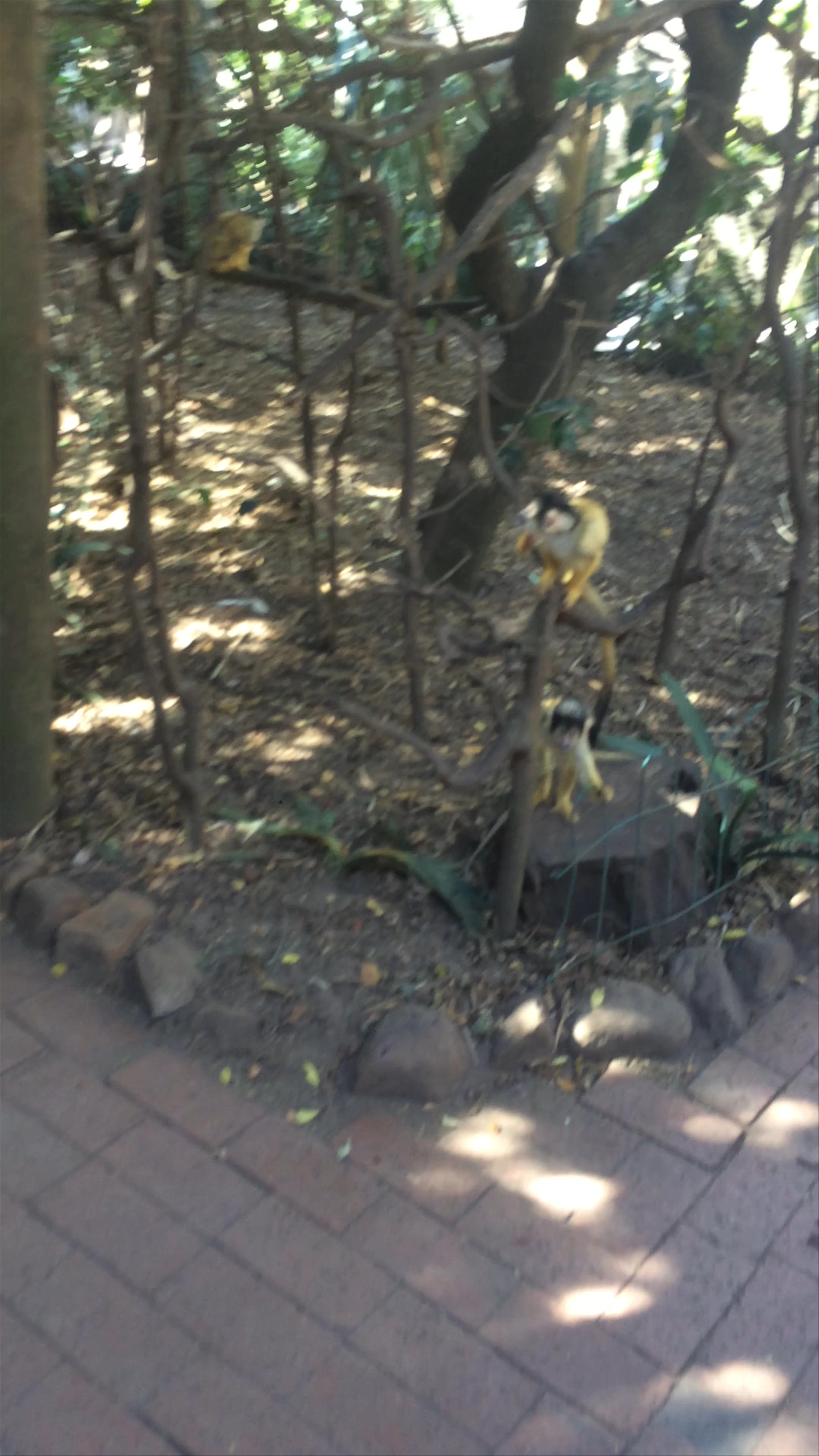 World of Birds Wildlife Sanctuary & Monkey Park