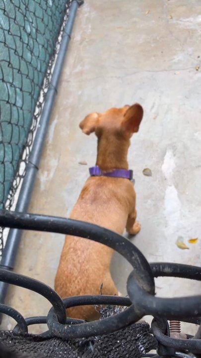 Hawaiian Humane Society - Animal Shelters Near Me - Honolulu, Hawaii