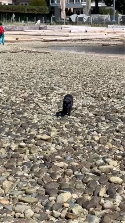 Caulfeild Trail - Cat on Stearman Beach (April 2025). - Hiking Near Me