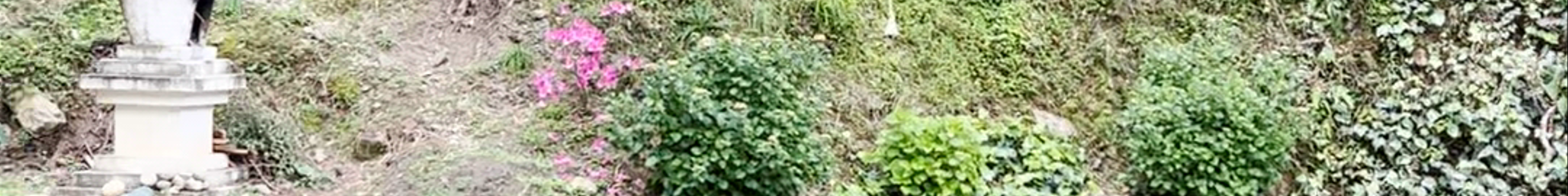 Tours & experiences in Bhutan