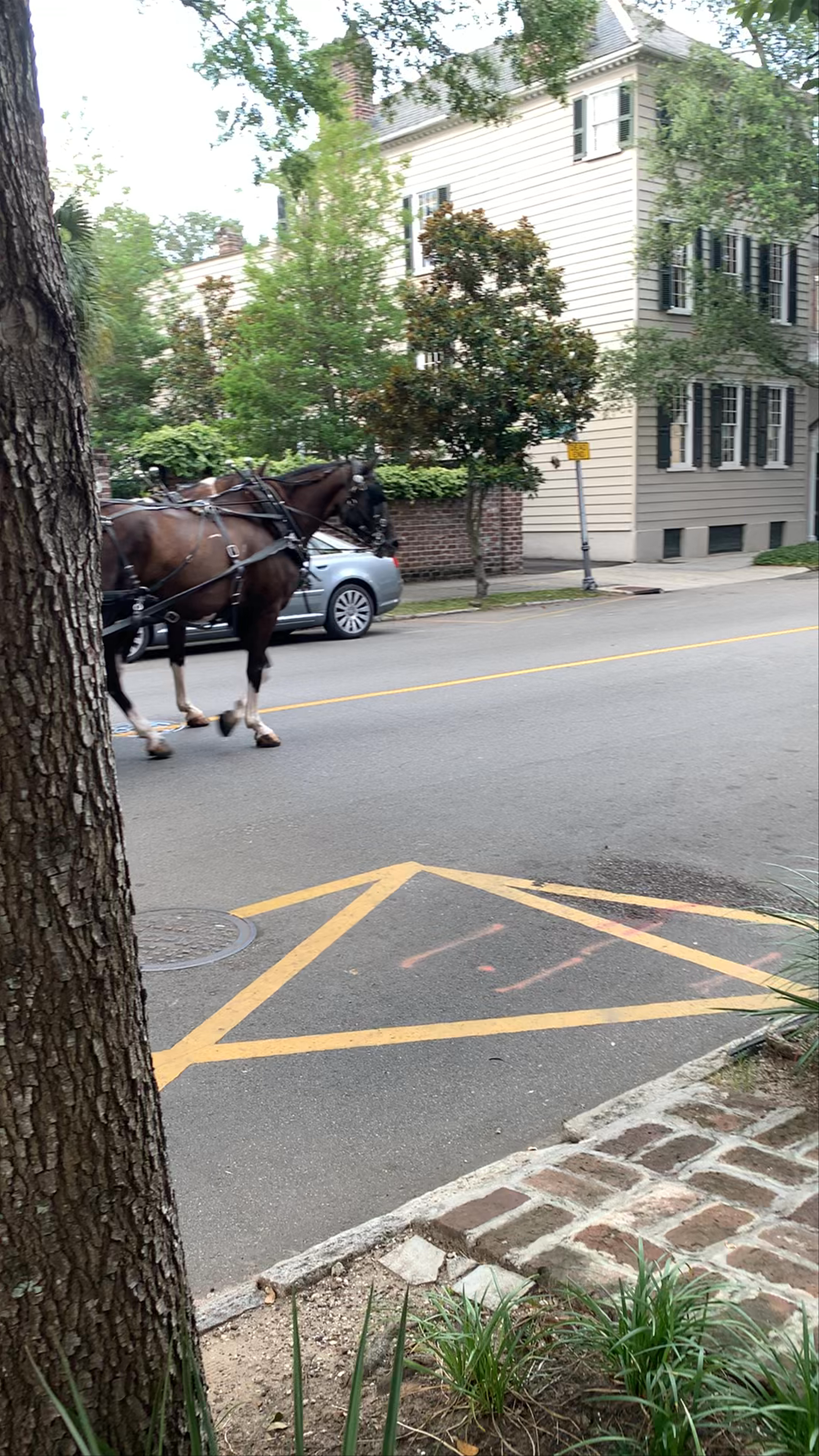 Historic Horse-Drawn Carriage Ride in Charleston