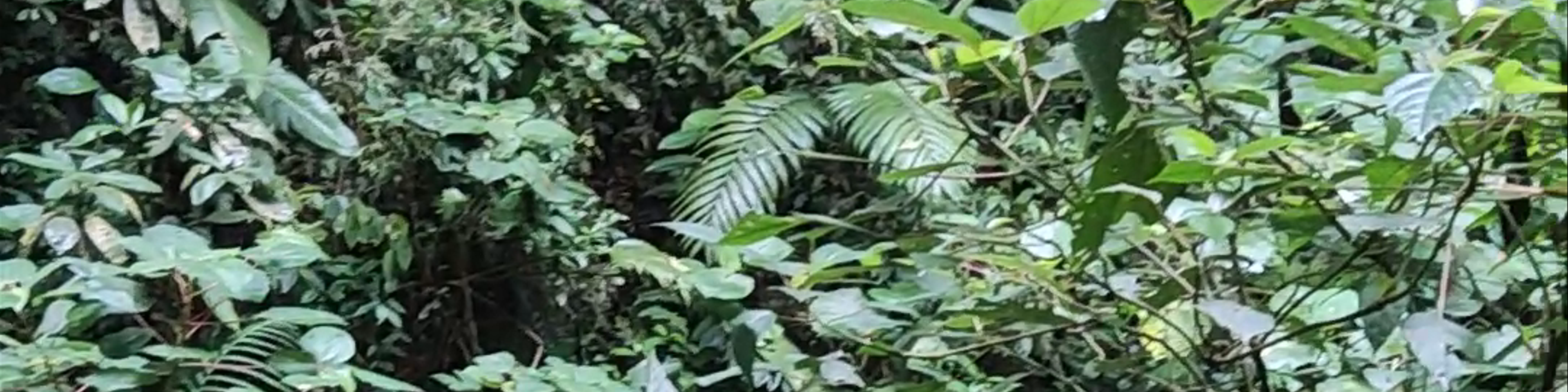 Monteverde Cloud Forest Biological Preserve