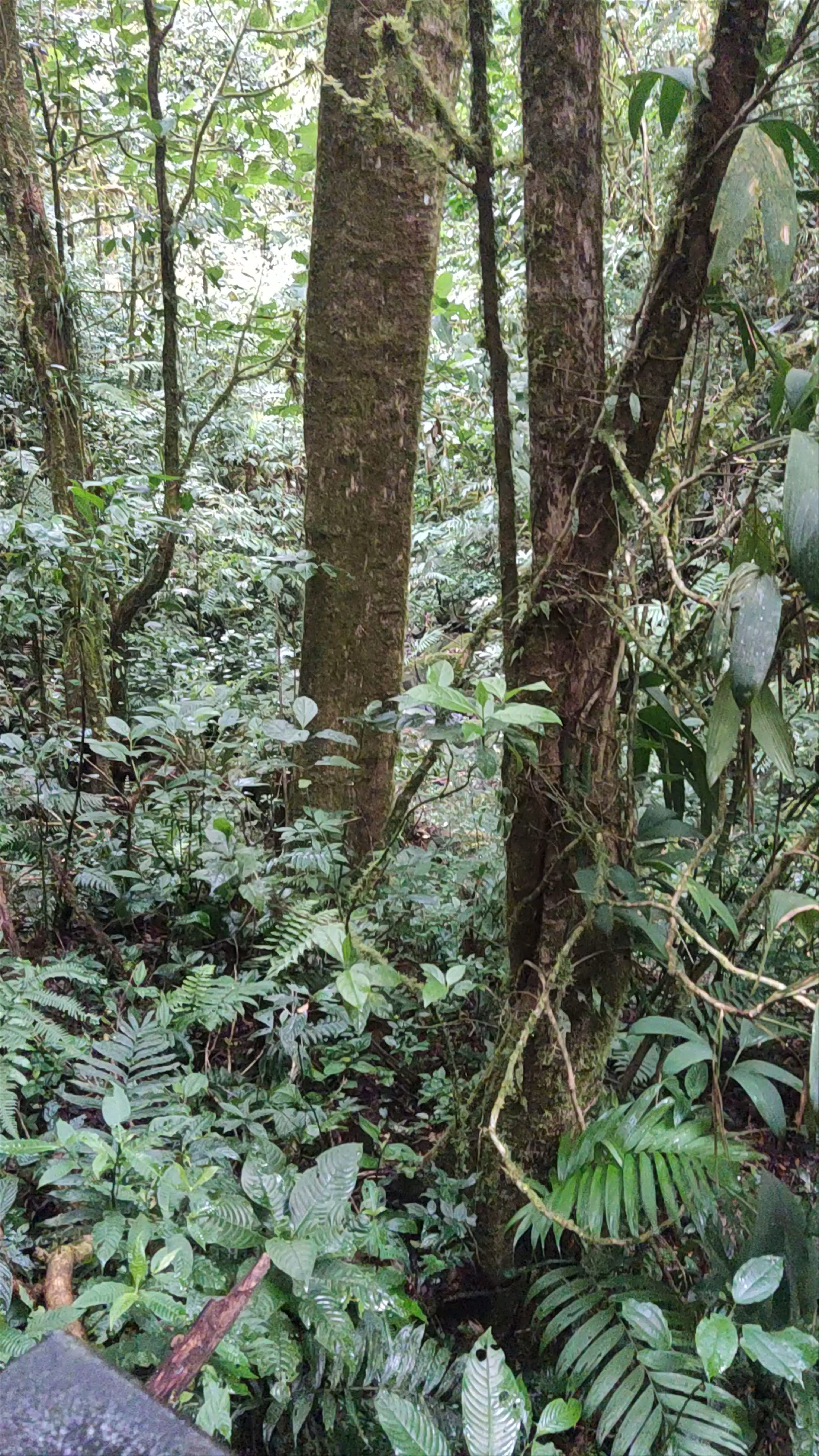 Monteverde Cloud Forest Biological Preserve