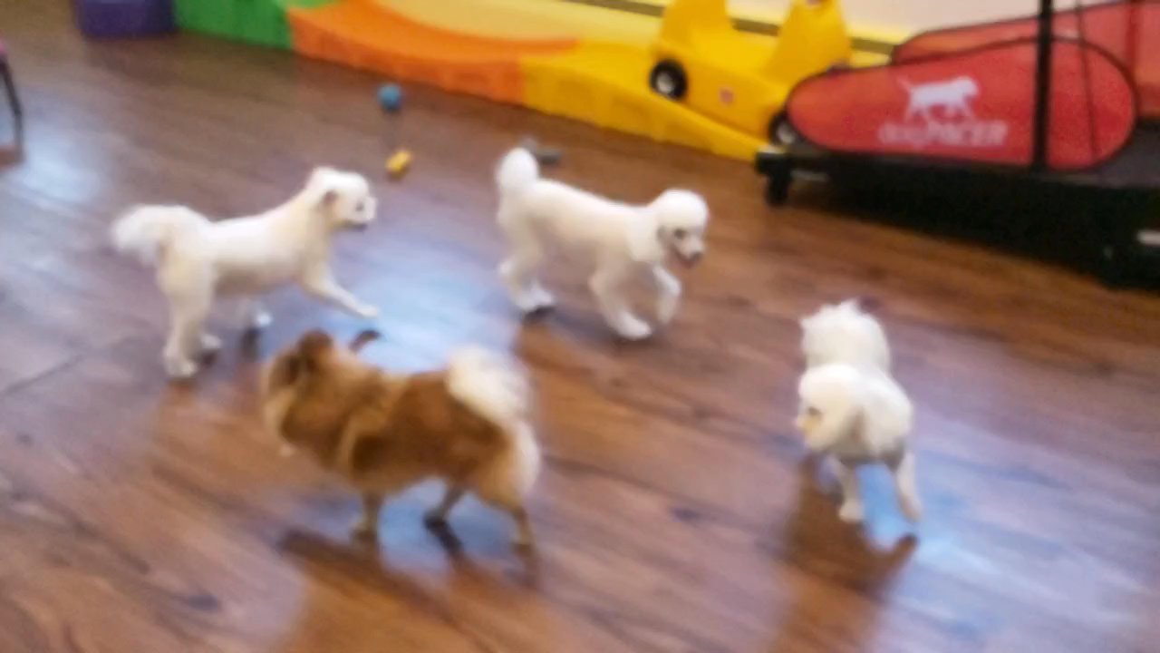 Cookie & Friends - Dog daycare / Grooming - Pet Groomers Near Me - Fort Lee, New Jersey