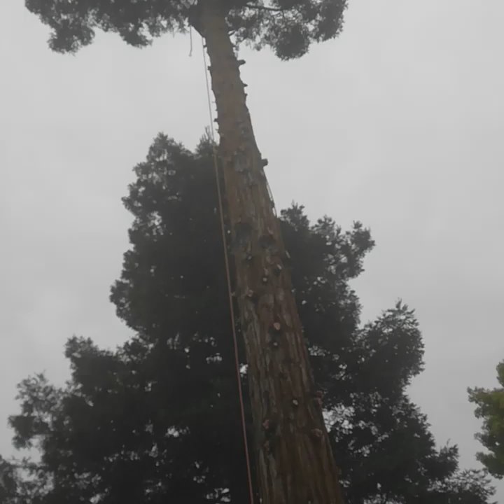 AAA Tree Service - Tree Services Near Me - Elverta, California