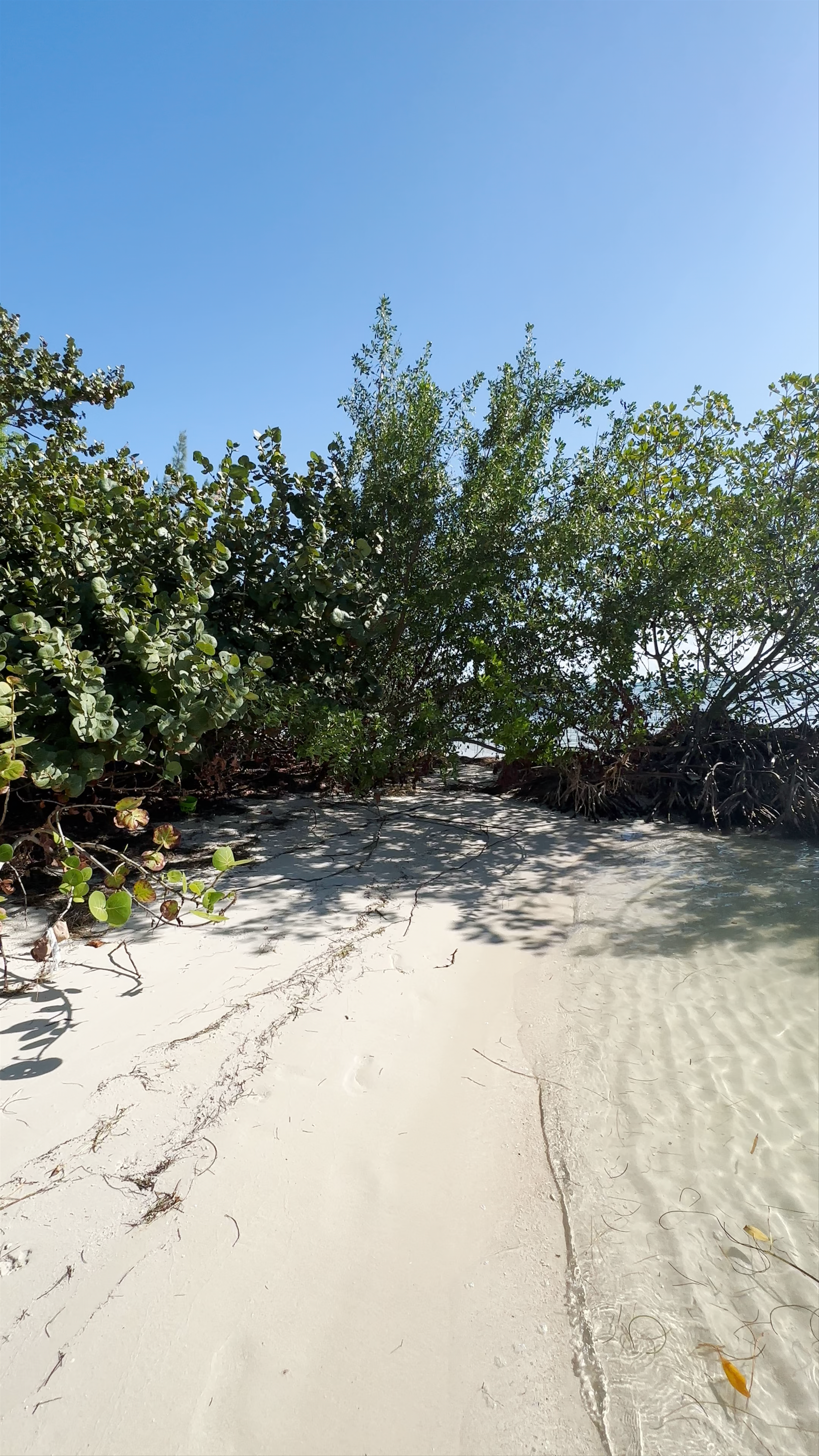 Serene Mangrove Beach Escape at Sombrero Beach, Marathon, Florida