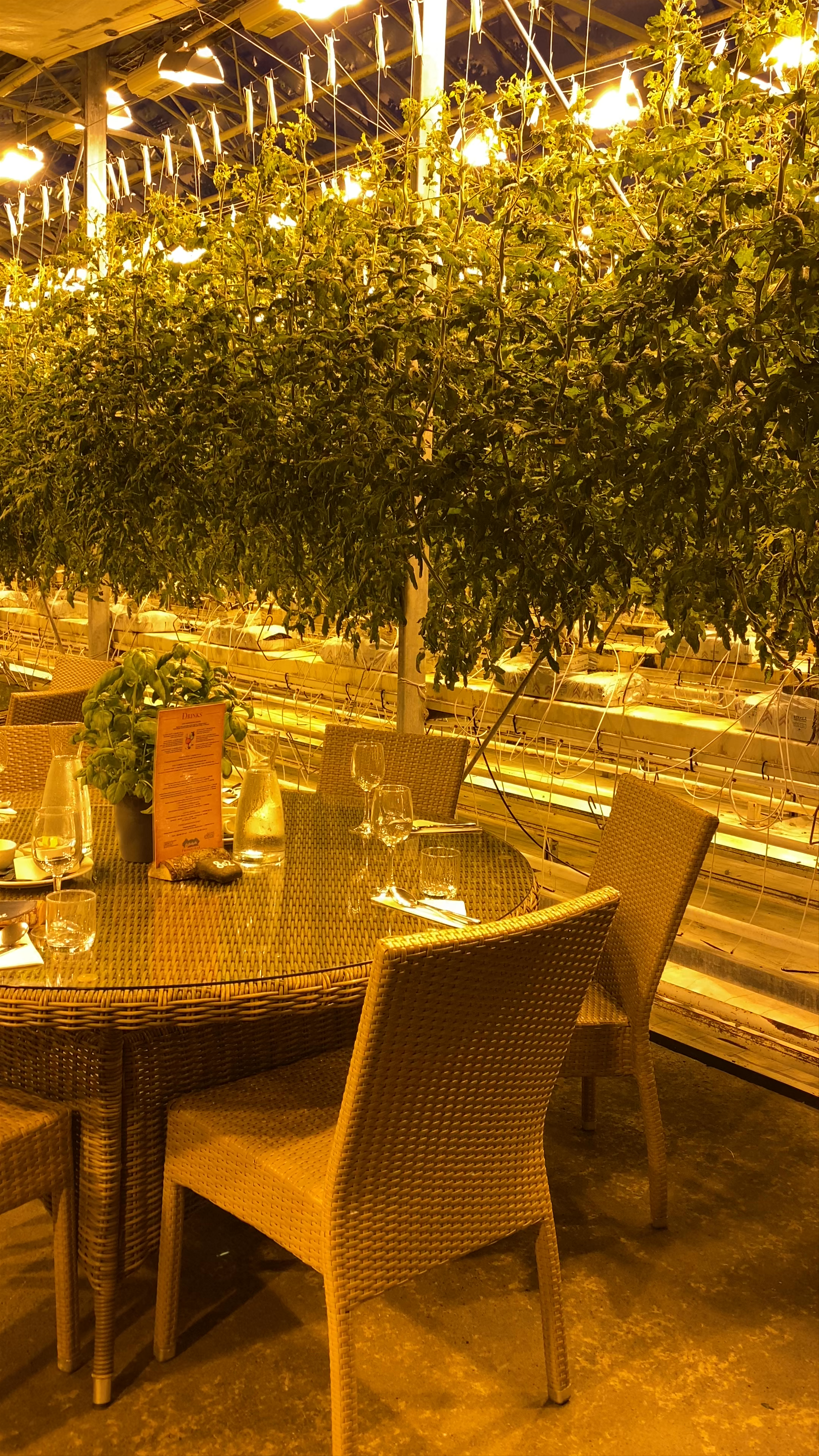 Friðheimar Greenhouse Dining Experience in Reykholt, Iceland
