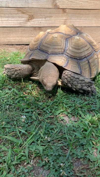 OBX Lizard Land - Got to get up close with the tortoise. - Zoos Near Me - Currituck, North Carolina