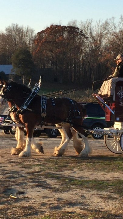 Spider Hall Farm - Beautiful horses - Farms Near Me - Prince Frederick, Maryland
