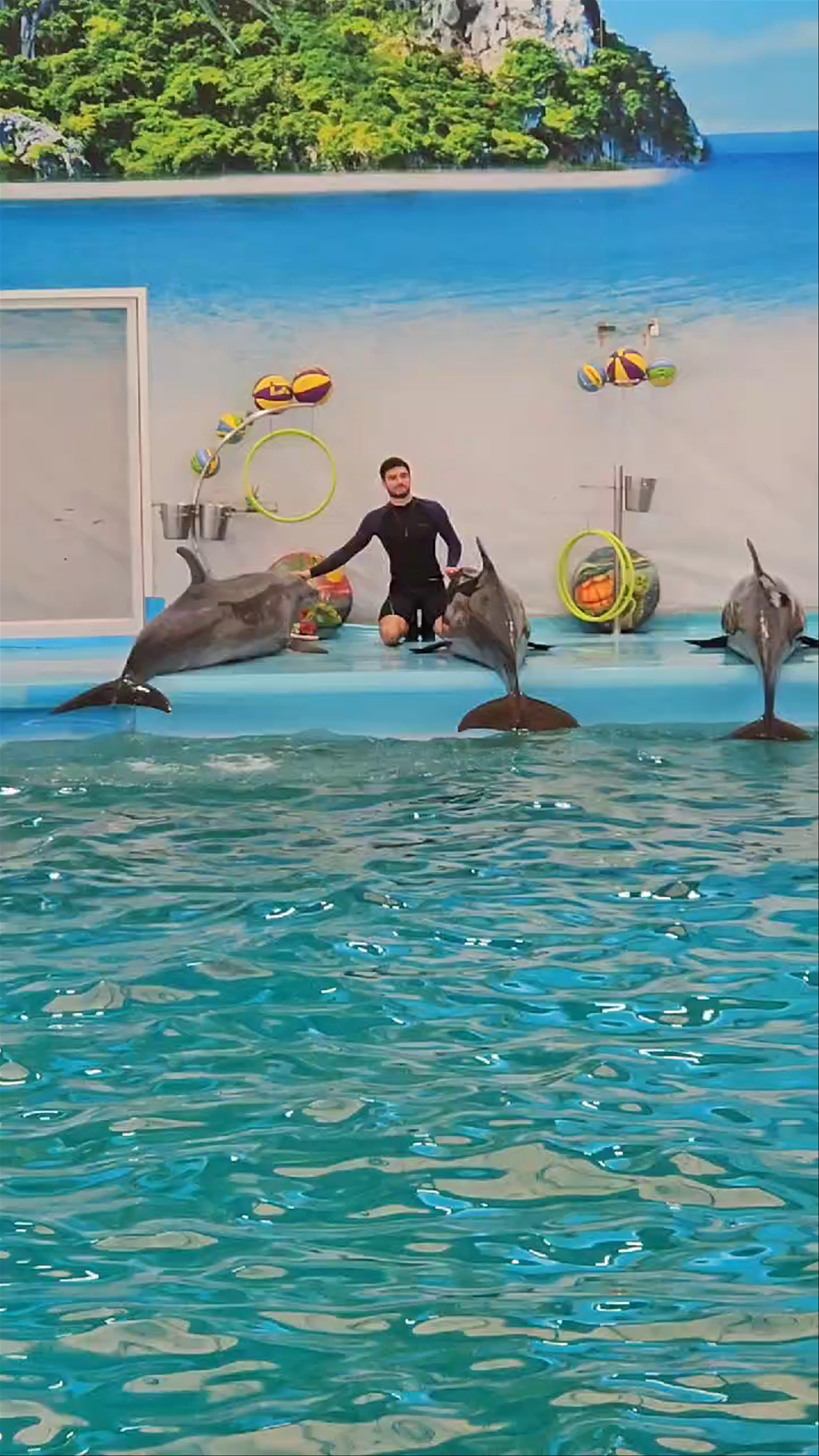 Dolphin Show
