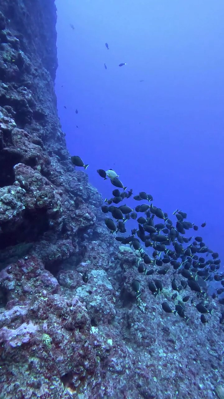 so peaceful
🎥 JUN HO LEE · Pexels
#ocean #underwater #marinelife #nature #relax