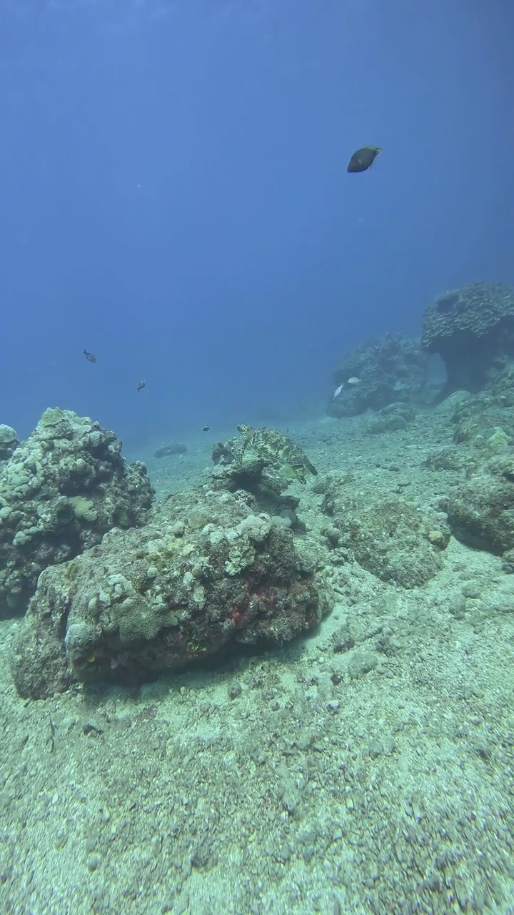 deep breath
🎥 JUN HO LEE · Pexels
#ocean #underwater #marinelife #nature #relax