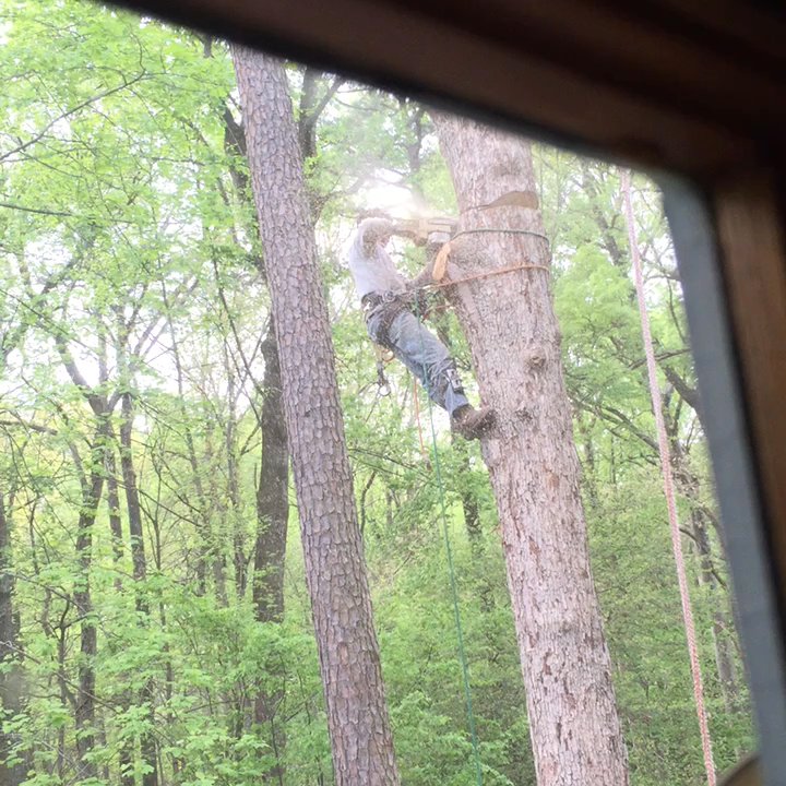 Cary Tree Removal - Tree Services Near Me