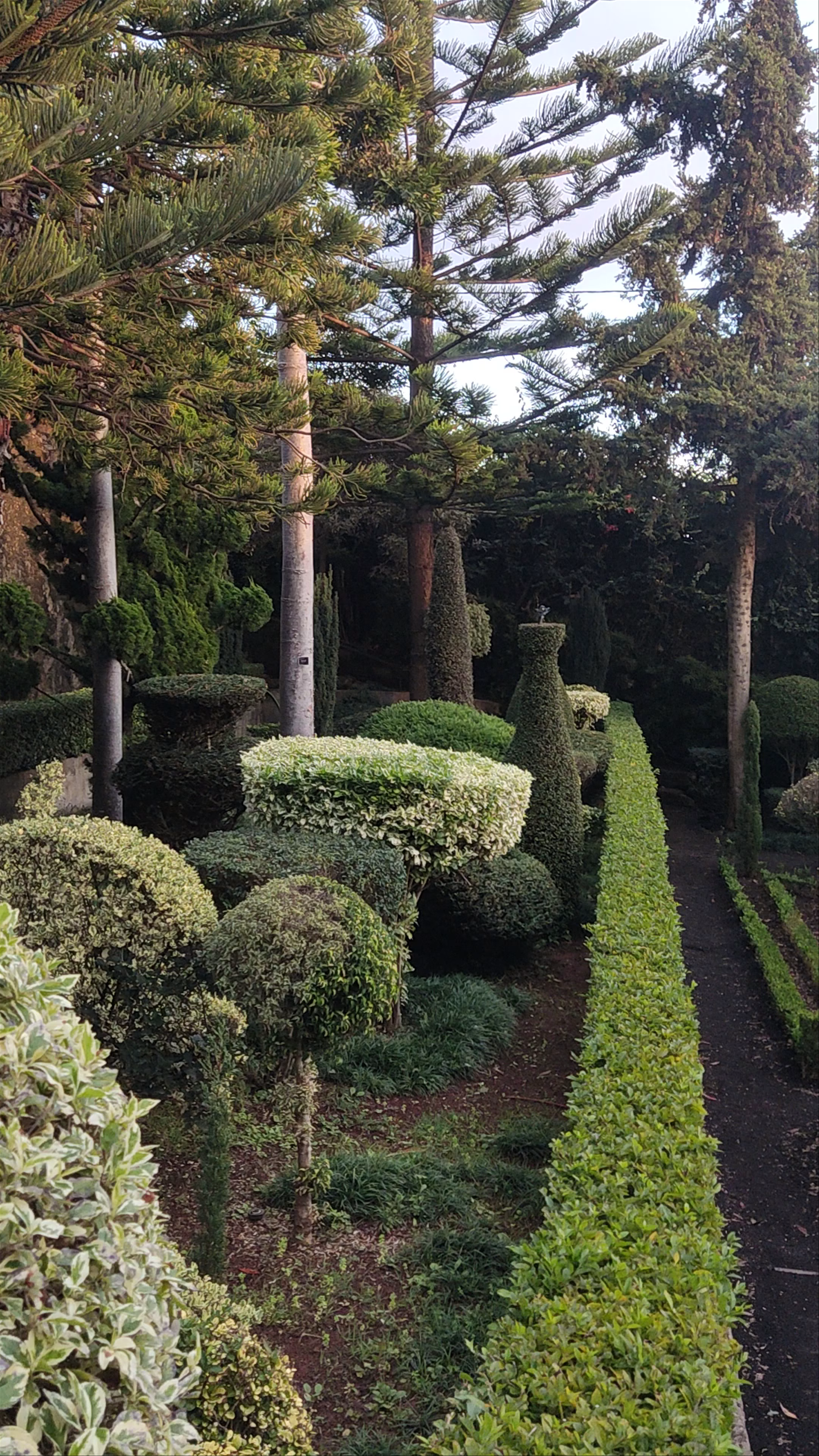 Jardim Botânico da Madeira: A Serene Botanical Escape in Funchal, Portugal