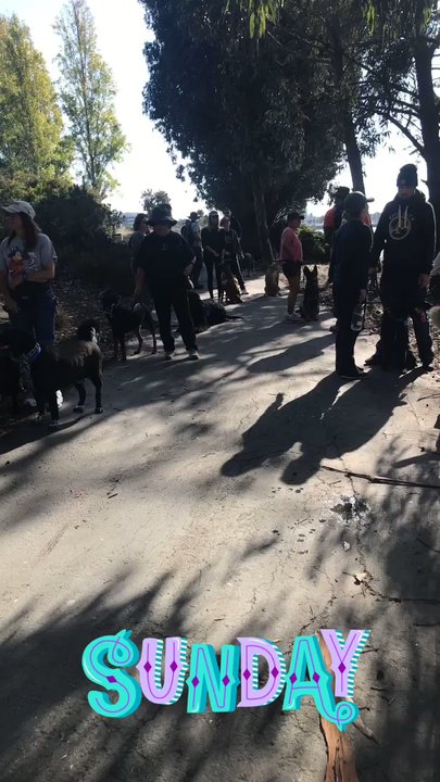 K9 Comrades - Taking a walk with the whole class - Pet Training Near Me