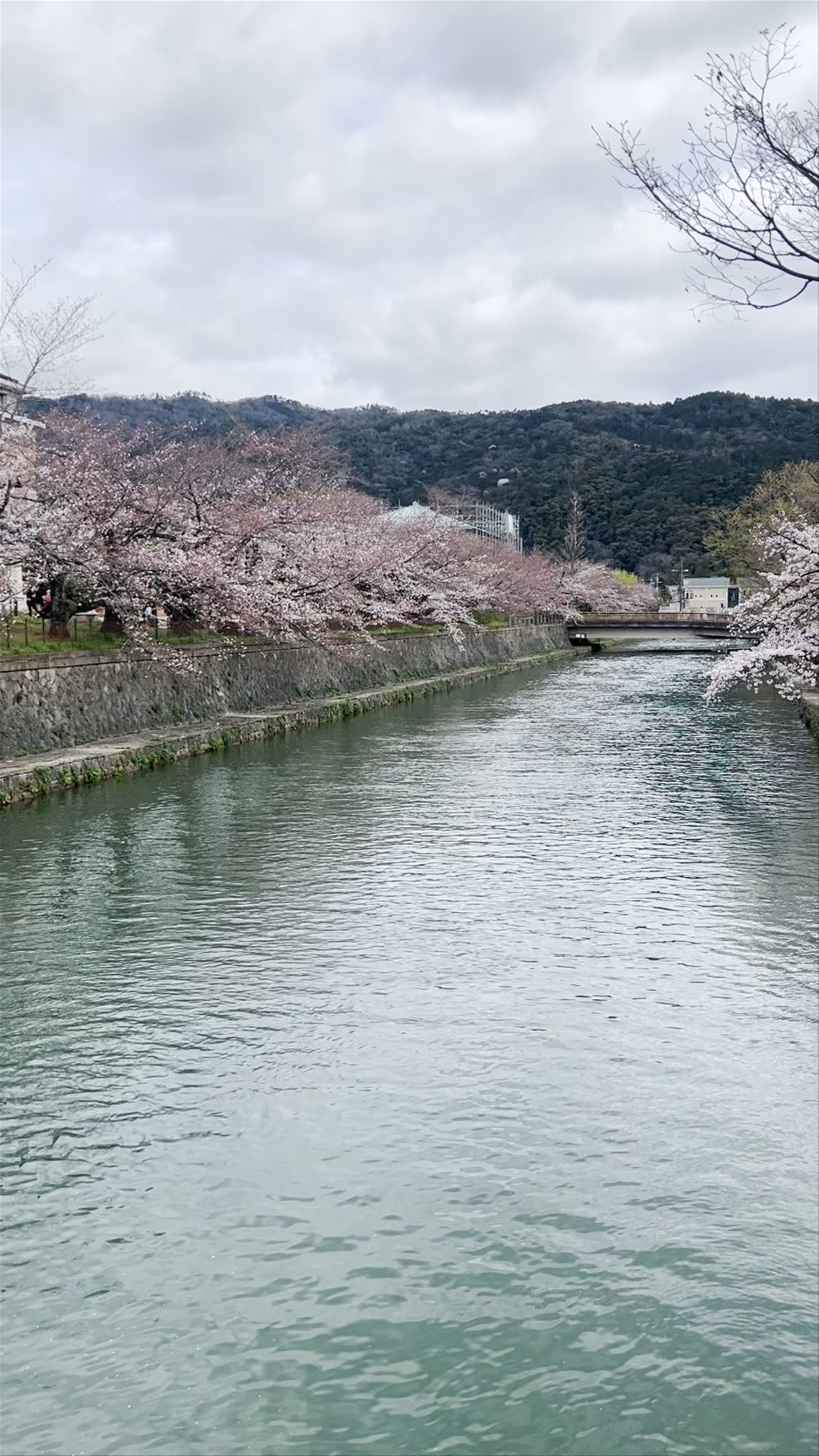 Spring Serenity at Okazaki Park, Kyoto